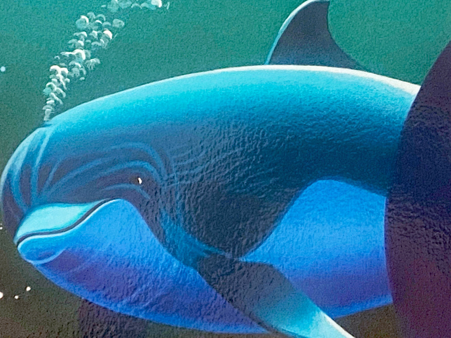 Our Home Too II Dolphins William Schimmel Serigraph Print Artist Hand Signed and Numbered