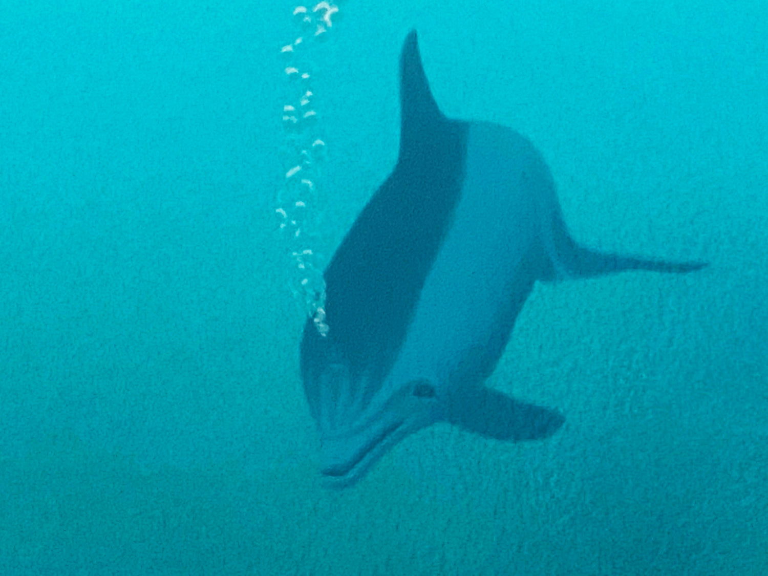 Our Home Too II Dolphins William Schimmel Serigraph Print Artist Hand Signed and Numbered