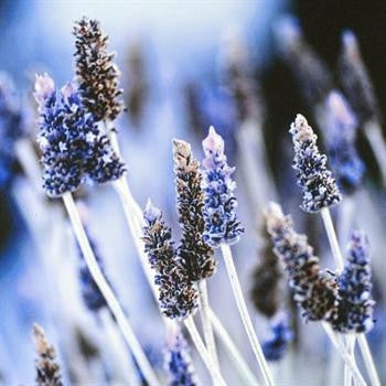 Lyla Susan Bell Artist Signed Stretched Canvas Giclée Print