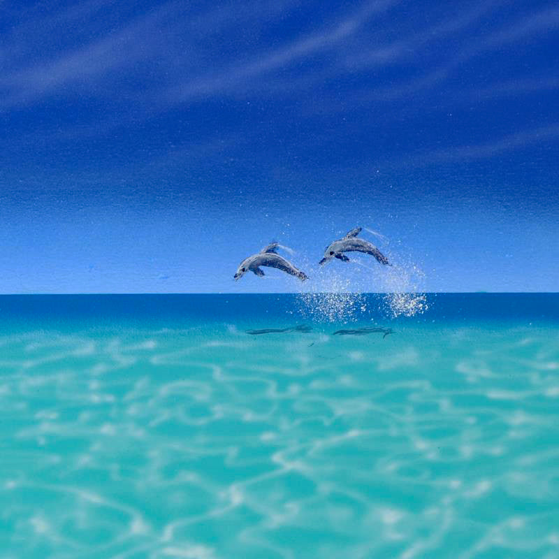 Elevate Your Mood Dan Mackin Original Oil Painting on Canvas Artist Hand Signed