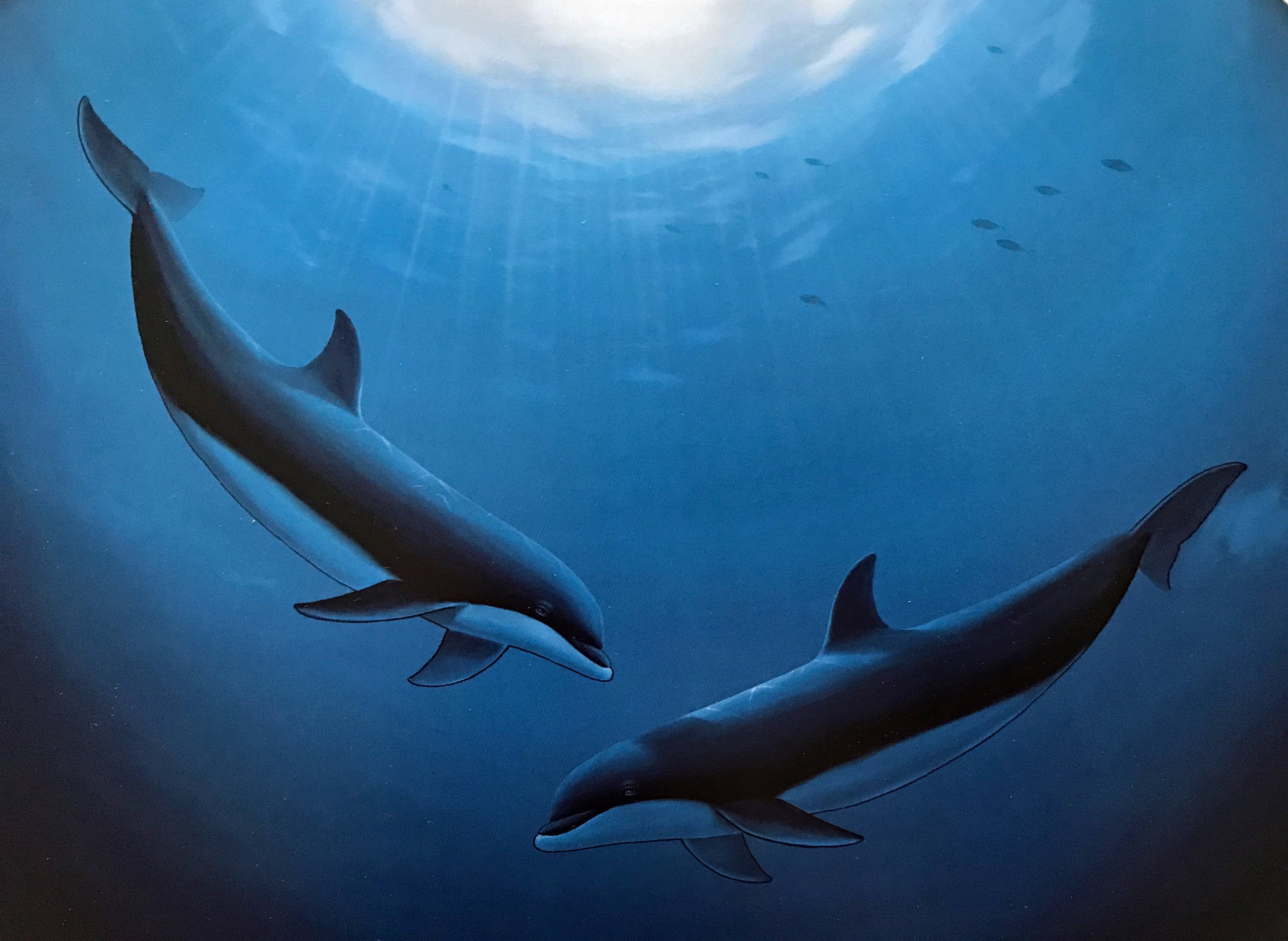 Innocent Age Dolphin Serenity Wyland Lithograph Print Artist Hand Signed and Numbered