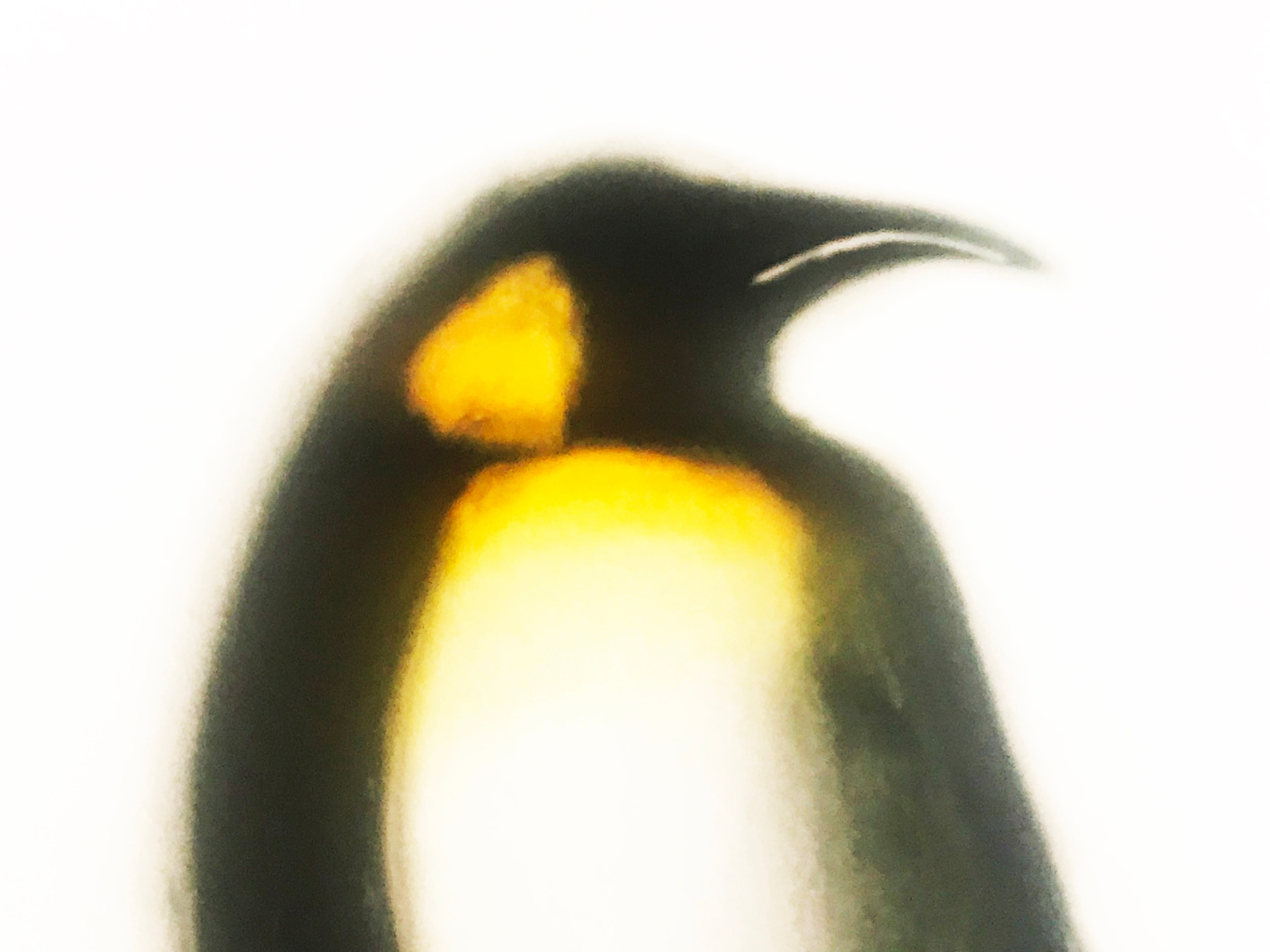 The King and I Paul Powis Giclée Print Artist Hand Signed and Numbered