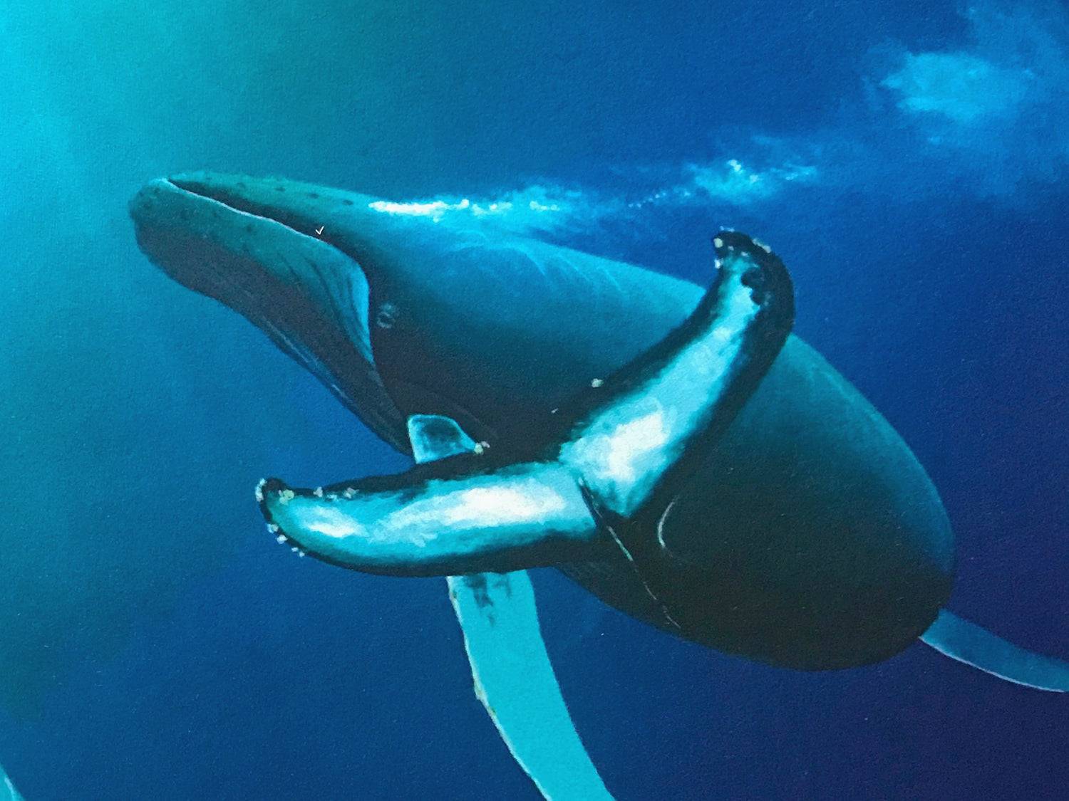 Ocean Born Wyland Serigraph Print Artist Hand Signed and Numbered