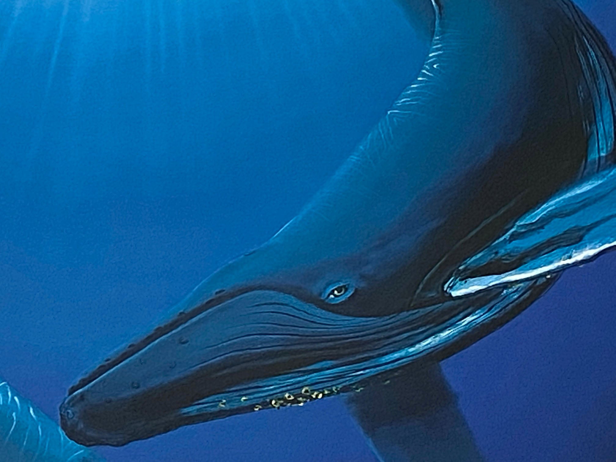 Song of the Deep Wyland Lithograph Print Artist Hand Signed and Numbered