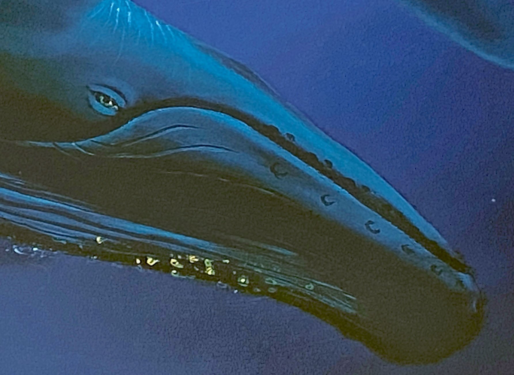 Song of the Deep Wyland Lithograph Print Artist Hand Signed and Numbered