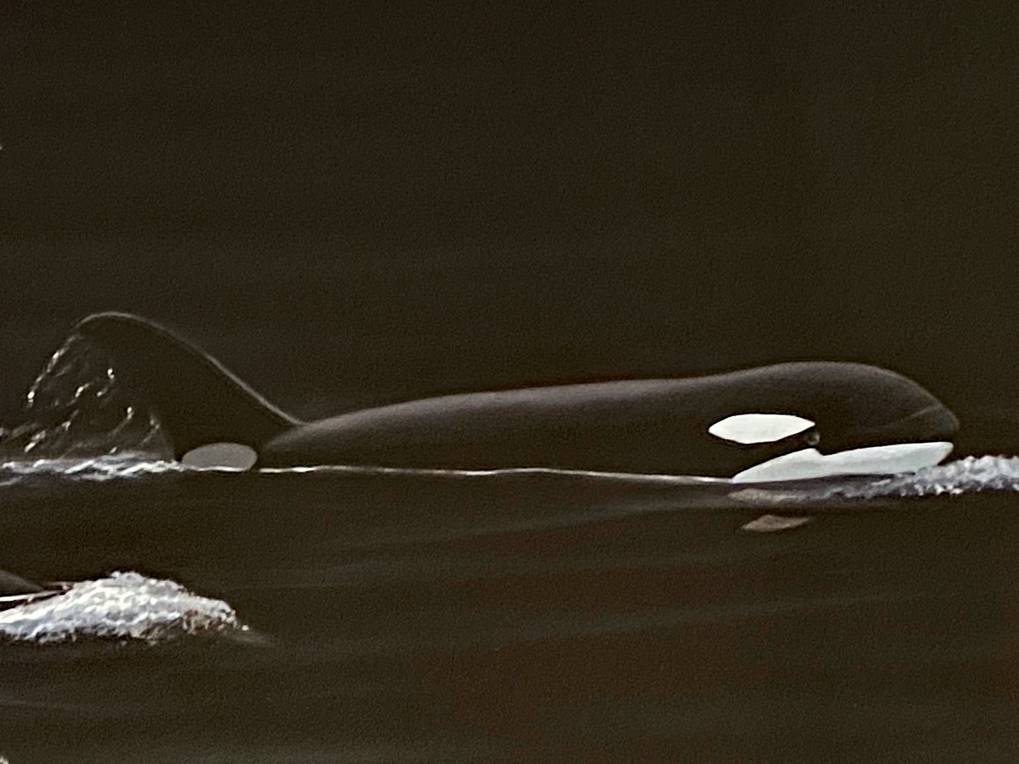 Ancient Orca Seas Wyland Lithograph Print Artist Hand Signed and Numbered