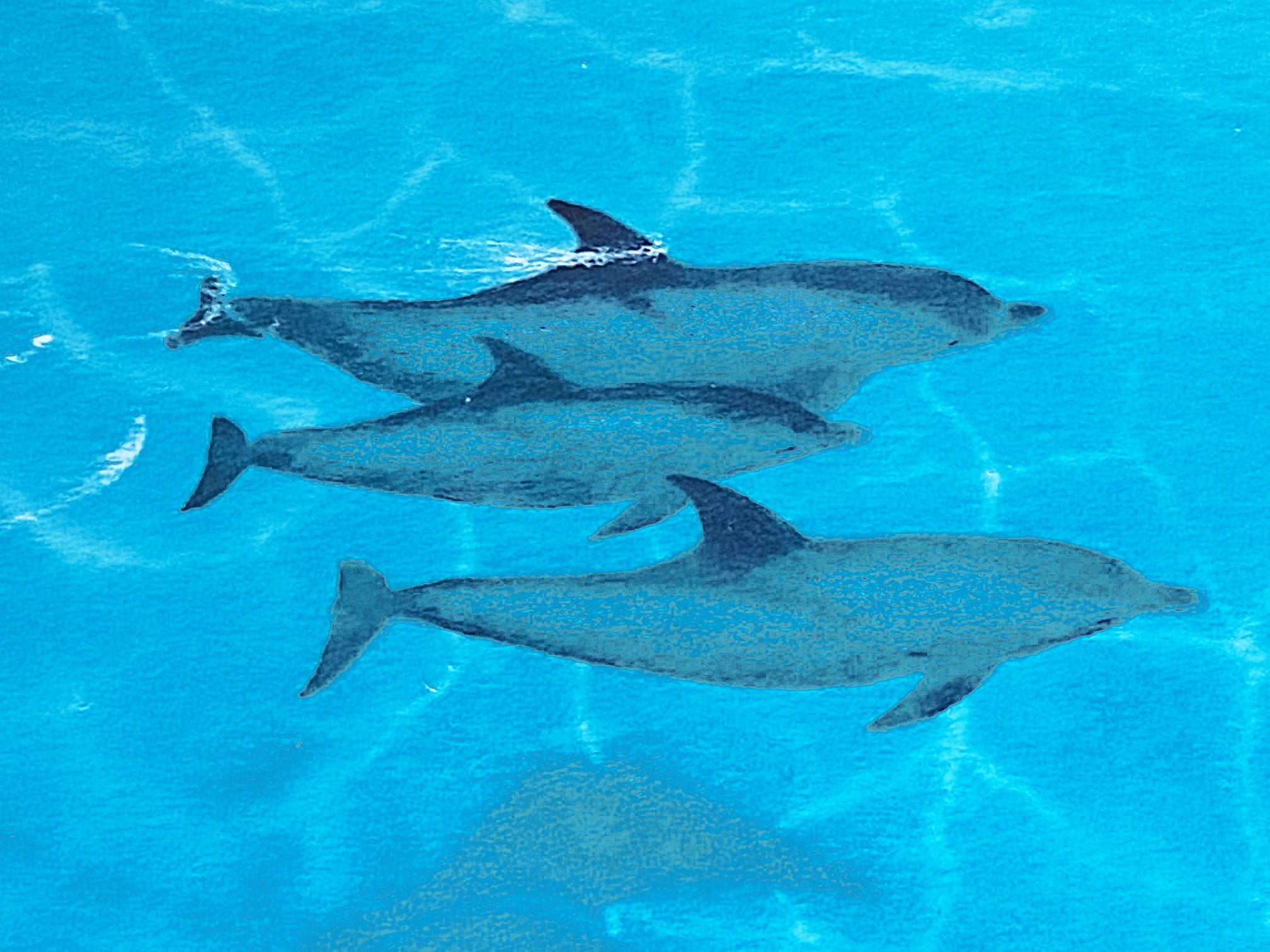 Dolphin Trio Dan Mackin Lithograph Print Artist Hand Signed and Numbered