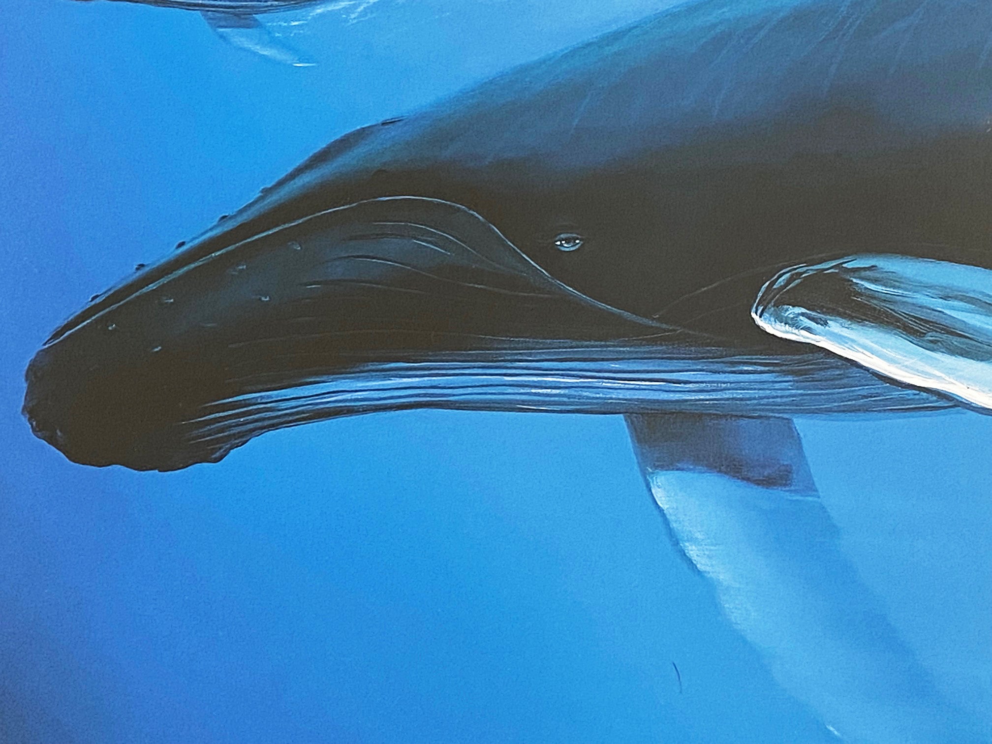 A Sea of Life Wyland Lithograph Print Artist Hand Signed and Numbered