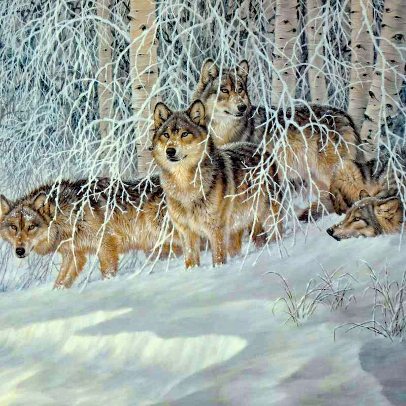 Winters Lace Gray Wolves Larry Fanning Artist Proof Lithograph on Paper Artist Hand Signed and AP Numbered