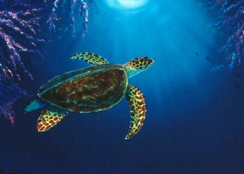 Coral Reef Garden Wyland Canvas Giclée Print Artist Hand Signed and Numbered