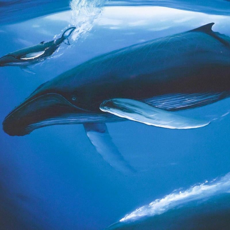 A Sea of Life Wyland Lithograph Print Artist Hand Signed and Numbered