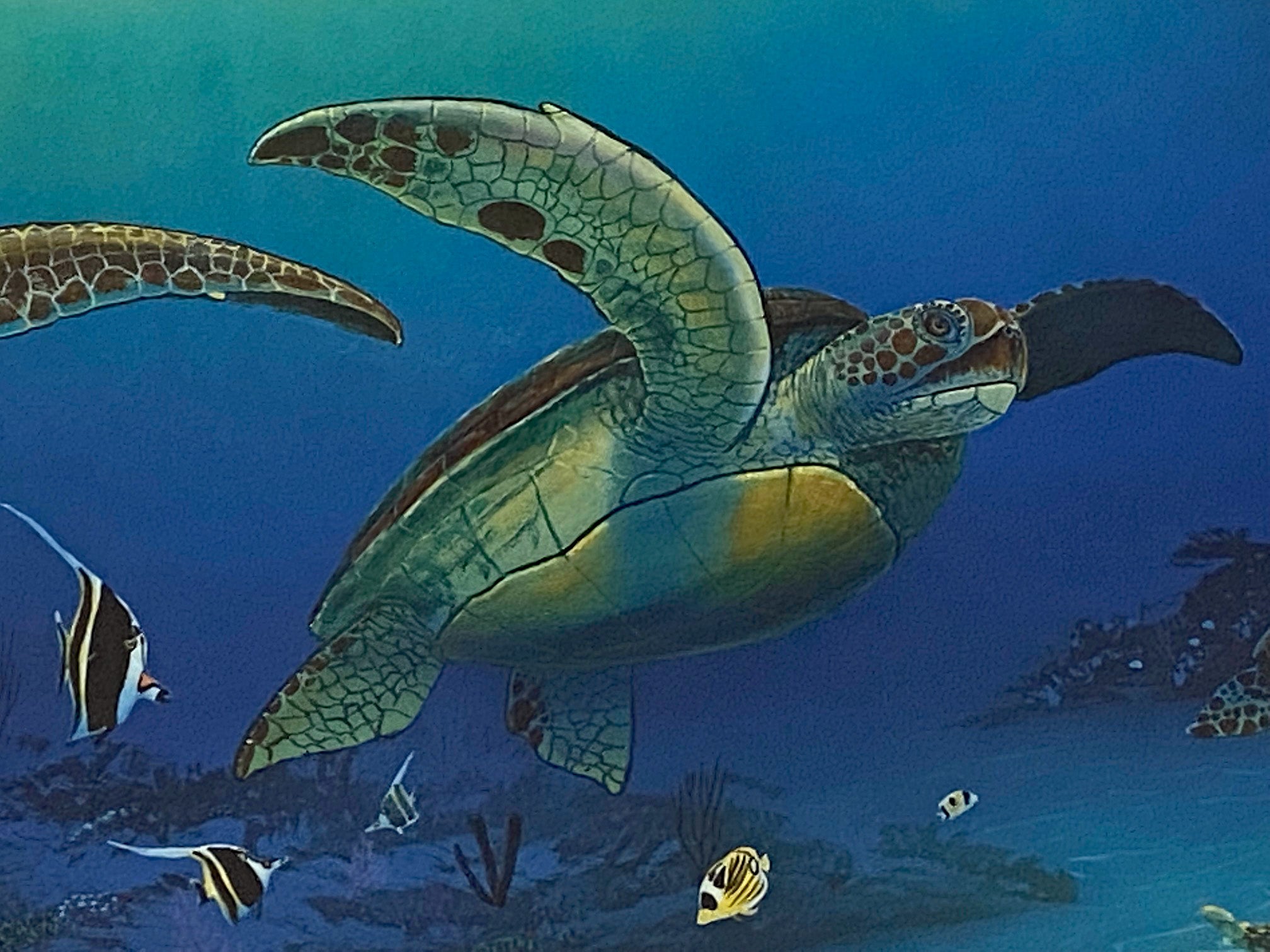 Sea Turtle Reef Wyland Lithograph Print Artist Hand Signed Numbered and Framed