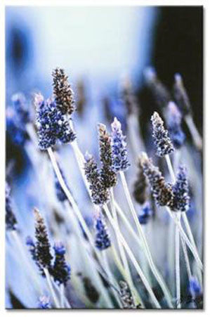 Lyla Susan Bell Artist Signed Stretched Canvas Giclée Print